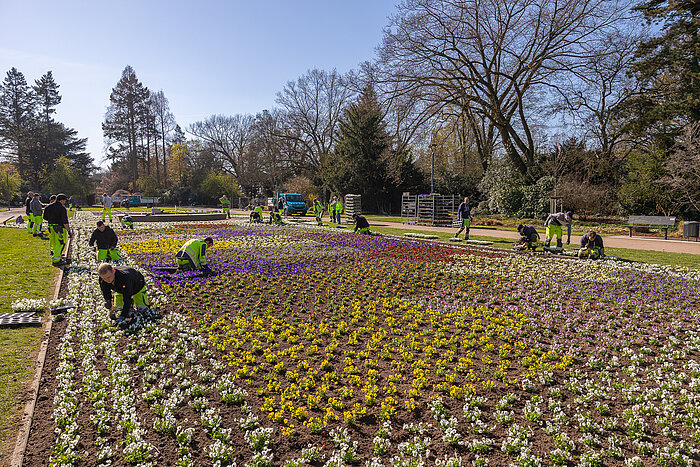 mags-Mitarbeitende der Grünunterhalten bepflanzen das große Blumenparterre im Bunten Garten.