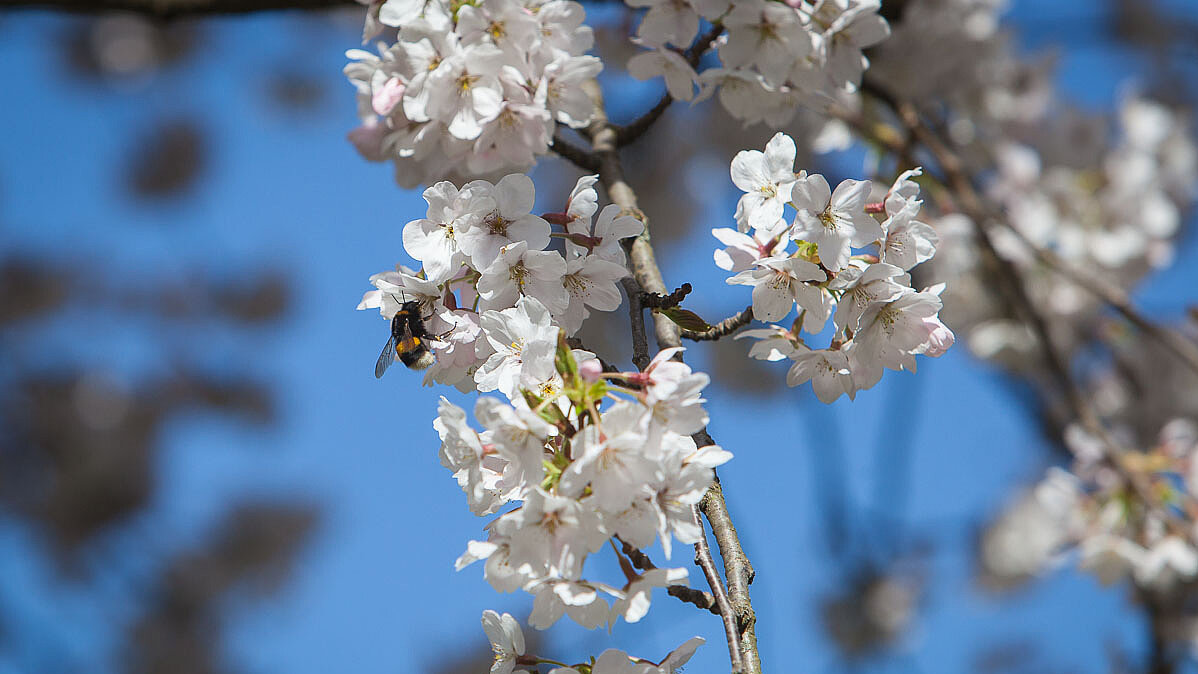 Kirschblüte