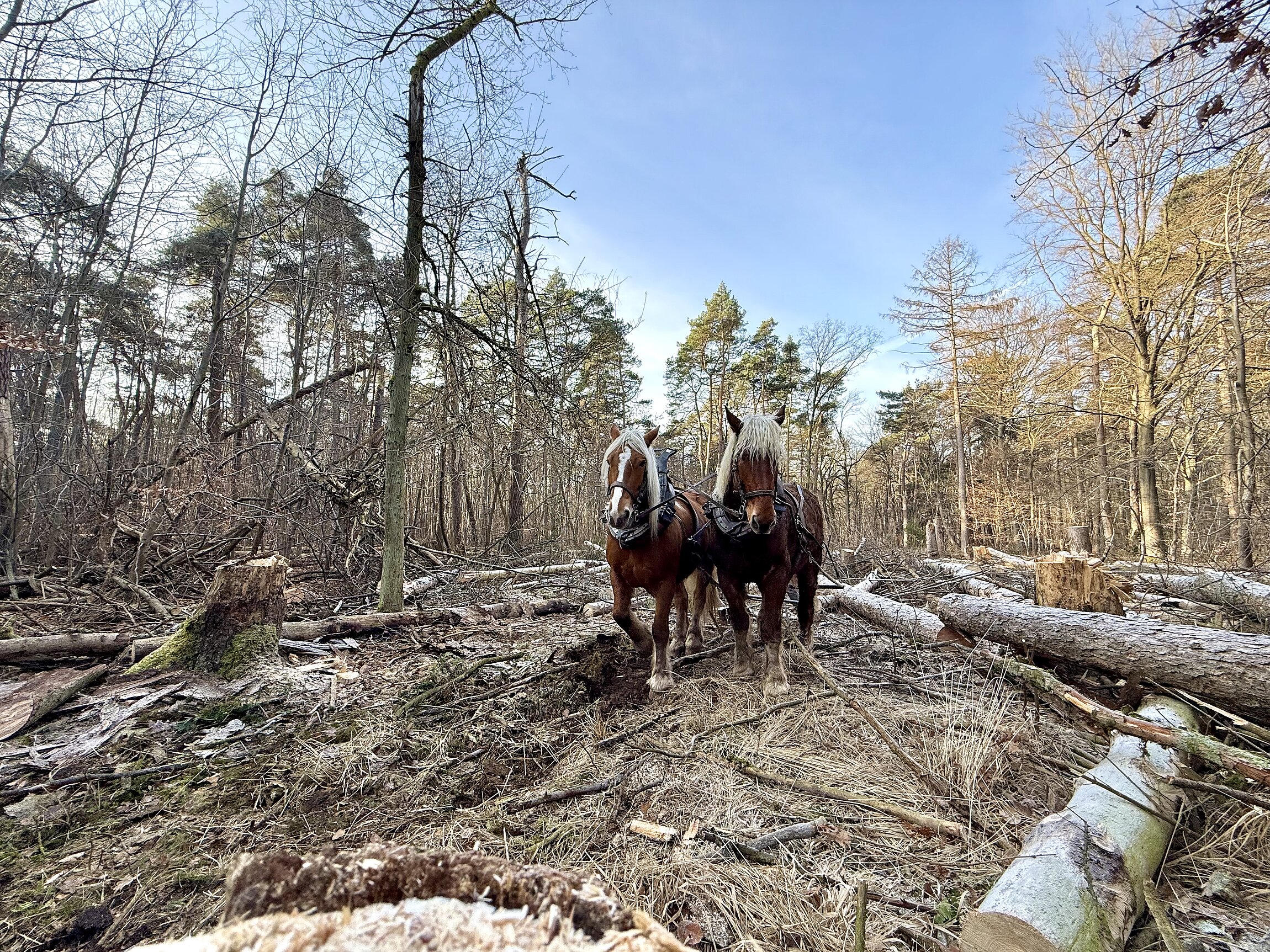 Auf einer von Borkenkäfern stark geschädigten Fläche entsteht in den kommenden Jahren ein neuer, widerstandsfähiger Wald.