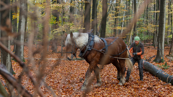 Rückepferd Elliot mit Rücker Daniel Proske