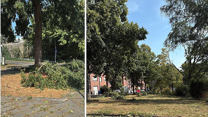 Das Unwetter im Süden von MG hatte am 3.8.2026 diverse Baum-Schäden in Grünanlagen verursacht.