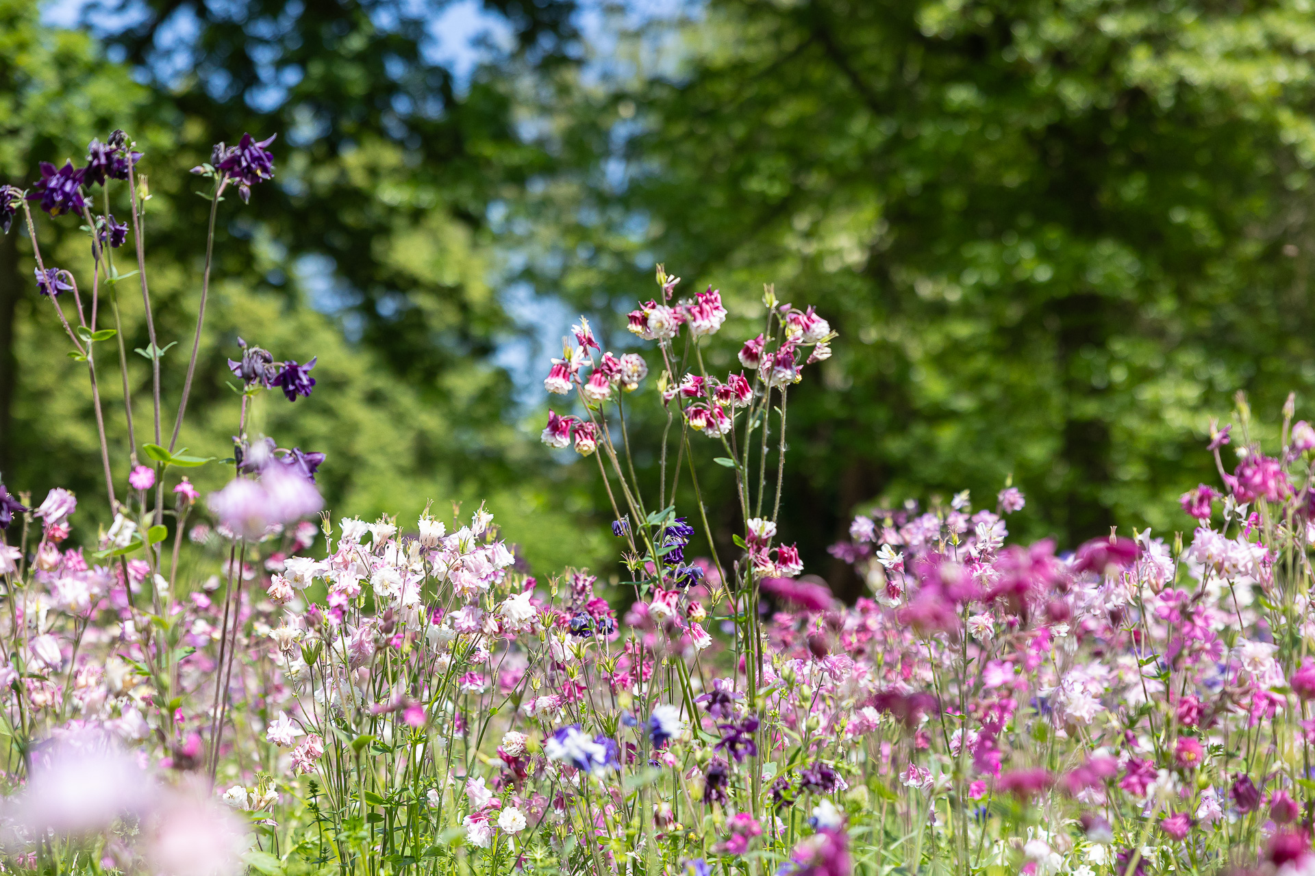 Blumenwiese mit Akeleien auf dem Hauptfriedhof