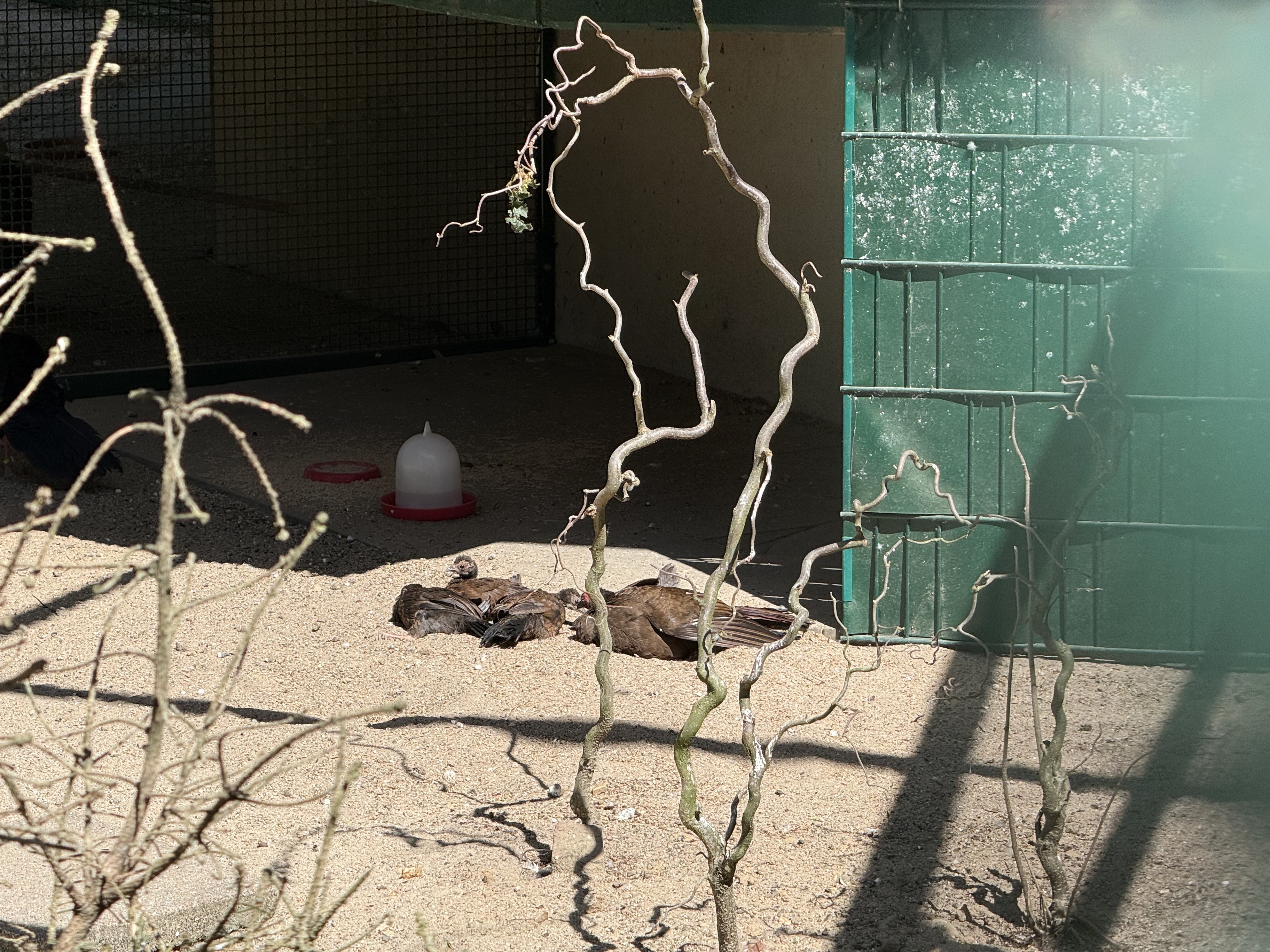 Drei Edwardsfasan-Küken erkunden aktuell die Vogelvoliere im Bunten Garten.