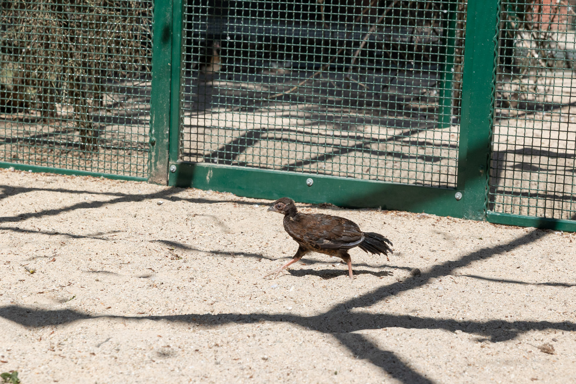 Ein Edwardsfasanküken rennt durch die Voliere im Bunten Garten.