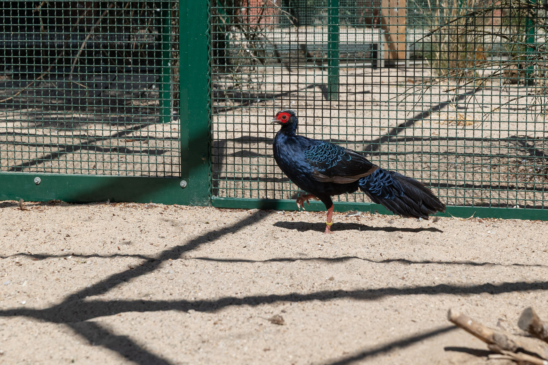 Das Edwardsfasanenmännchen schillert schwarz-blau.