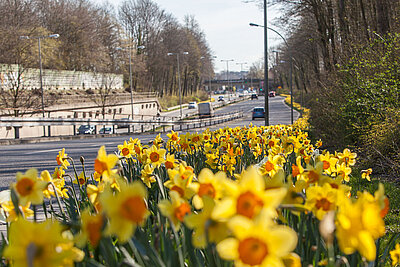mags-Narzissen-Tulpen