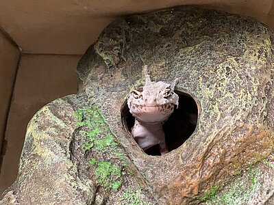GEM-Sperrmuell-Leopardgecko